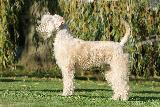 IRISH SOFT COATED WHEATEN TERRIER